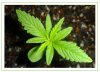 marijuana-plant.jpg