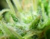 trichs1 - Copy.jpg