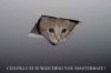 ceiling-cat-is-watching-you.jpg
