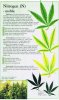 nitrogen_n_marijuana_weed_nutrient_problem.jpg