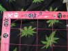 scrog screen 001.jpg