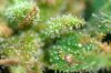 Flower 0812 ii - Trichs A.jpg