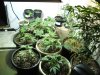 12-14-12 veg room 1.jpg