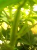 JB GROW 1 018.jpg