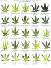 cannabis_leaf-deficiencies.jpg