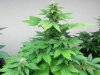 Seedman White Widow #2(Untrained) Full Body 2.jpg