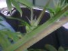 plant2.jpeg