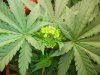 Herb Man Week 1 Flowering 002.jpg