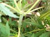 Herb Man Week 1 Flowering 004.jpg