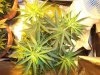 Herb Man Week 1 Flowering 014.jpg