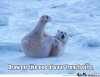 polar-bear-posing_c_157564.jpg