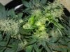 Seedsman White Widow(F.I.M'd & Late LST) - New Apical Action! Tied DOWN!.jpg