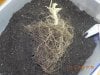 Root Mass After Soil Removal.jpg
