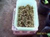 Bud Container 2.jpg