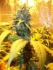 Herb Man Hustling  Week 8 Flowering 014.jpg