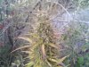 downsized_1002081605.jpg