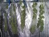 harvest day 4.jpg