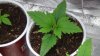 grow1_day23_09.jpg