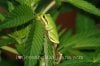 frogs-love-larves-marijuana.jpg