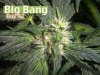 Big-Bud--bud-shot.jpg