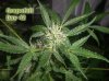 Grapefruit-bud-shot.jpg
