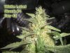 Skunk-#1-bud-shot.jpg