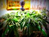 day15flowering 006 (Copy).jpg