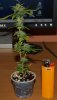 small-cannabis-plant.jpg