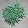 TGA Subcool Seeds Ace Of Spades - The Canopy.jpg