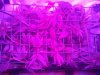 scrog purp.jpg