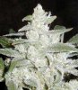 white-widow-marijuana-1.jpg