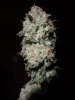 fruity pebbles OG Kush harvest summer 2013 068.jpg