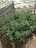 Kushy Kush Scrog 8-25-2013 (2).jpg