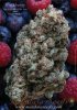 l_Poster-Hashberry.jpg