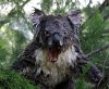 angry koala.jpg