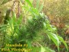 010 Mandala #1 Pink Phenotype angle right bud shot.JPG