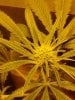 Purple Trainwreck. 10-16.jpg