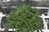 Grutrude The Groupie Week 1 Day 1 Of Flower 007 (800x533).jpg