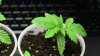 KnC 2 wk old from seed plant (3).jpg