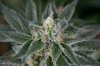 Quantum Kush 1 @ 41 days (19 of 4).jpg