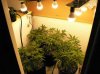 day 29 veg to flower.JPG