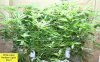 x-man-487357-albums-waterfarm-grow-2-picture2946626-white-label-norhtern-lights-day.jpg