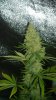 CriticalKushWeek7a.jpg