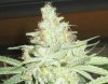 Blue Dream Harvest 2 - closeup.jpg