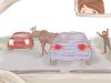 Avoid-a-Moose-or-Deer-Collision-Step-7.jpg