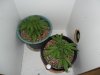 New indoor grow 023.jpg