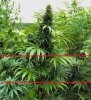 Cannabis_indica 5.jpg