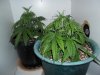 New indoor grow 038.jpg