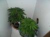 New indoor grow 039.jpg