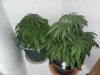 New indoor grow 046.jpg